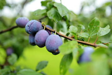 Purple plums on a tree branch in the orchard. Harvesting ripe fruits on autumn day. Growing own...