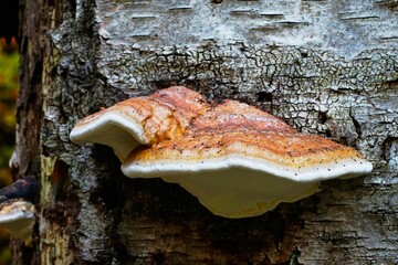 Closeup of Fomitopsis pinicola, the young specimens of red-belted conk. - obrazy, fototapety, plakaty