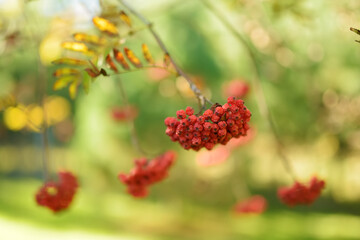 Rowan on a branch. Red rowan. Rowan berries on rowan tree. Sorbus aucuparia.