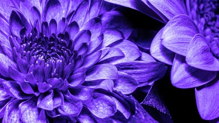 Closeup of beautiful violet Dahlia flowers.