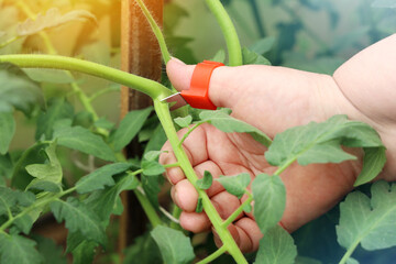 Chubby hand hold cutter to remove excess branches on tomato plant, cut off interferes for growth