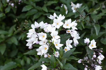 White flowers in the spring blooming