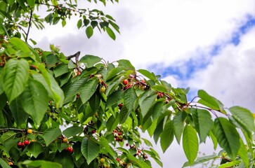 Low angle shot of tree branches with cherries © Marek Romanowski/Wirestock Creators