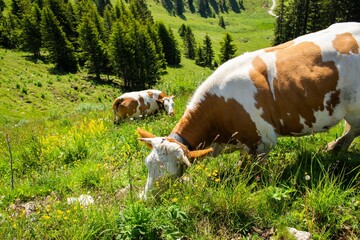 Beautiful shot of cows grazing on a meadow in the Bavarian Mountain Forests © Fabian Bleh/Wirestock Creators