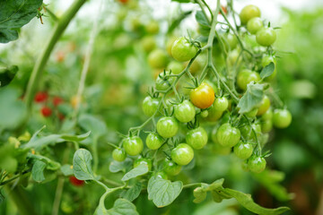 Ripening fresh tomatoes plants on a bush. Growing own fruits and vegetables in a homestead. Gardening and lifestyle of self-sufficiency.