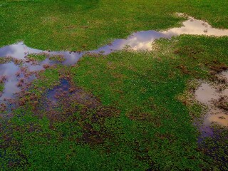 Beautiful view of green ground full of green grass and water covering it