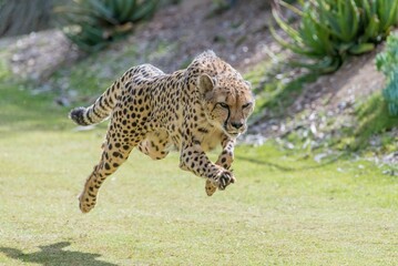 A Leopard tiger jumping during running in a green park