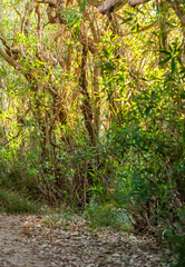 Fototapeta premium Árboles con hojas verdes