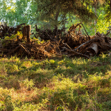 Deforestaci&oacute;n pinos