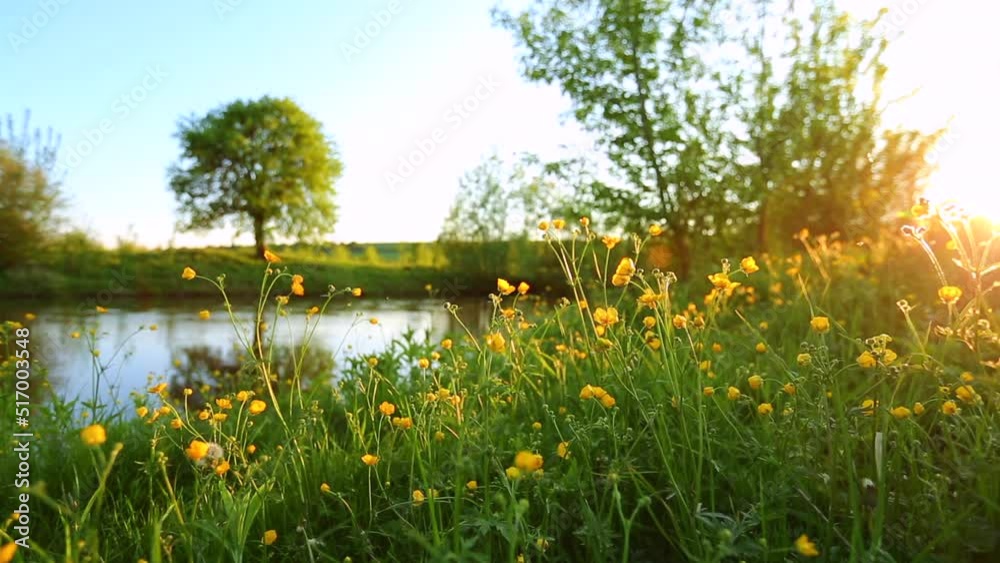 Poster spectacular spring morning on meadow near river with blooming wild flowers.