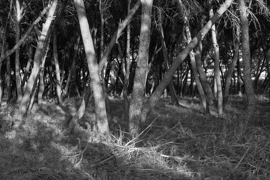 Plantaci&oacute;n pinos