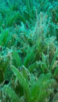 VERTICAL VIDEO, Close-up of the Halophila seagrass. Camera moving forwards above seabed covered with green seagrass. Underwater landscape 
