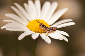 grasshopper on a daisy flower 