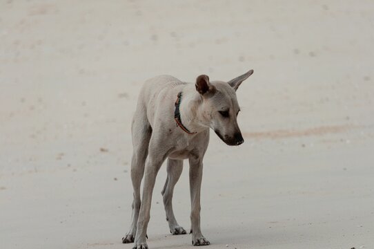 Closeup shot of an Aspin dog standing on a sand