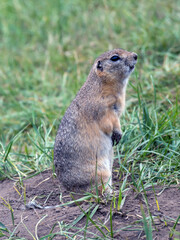 Naklejka na ściany i meble Profile portrait of the gopher standing on its hind legs on the lawn. Close-up, full length