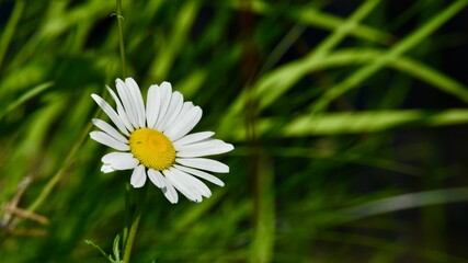 Beautiful shot of a single daisy (bellis perennis) flower in shallow focus © Torsten6/Wirestock Creators