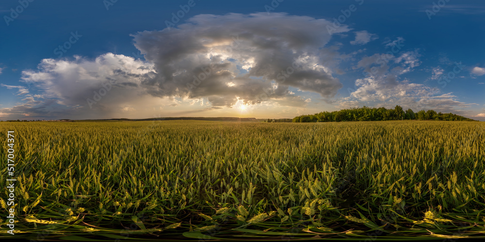 Wall mural evening sunset hdri panorama 360 view among farming wheat or rye fields with fluffy clouds in equire