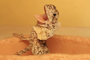 The frilled dragon baby is showing aggressive behavior. This reptile has the scientific name...