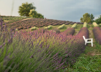 pole kwitnącej lawendy © siwyk