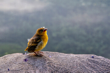 Newborn Yellow Warbler bird with feather still attached to the body