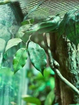 Rhinoceros Rat Snake