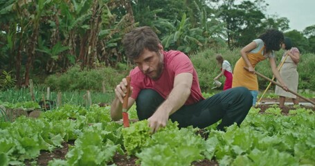 Young urban farmer cutting lettuce growing organic food. Group of farmers cultivating soil and taking care of local farm