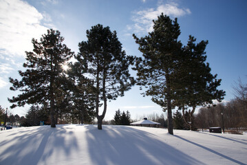 Morning sunlight shines through the trees with a lens flare in winter