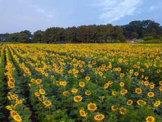 Aerial Drone View of Sunflowers At The Dorothea Dix Park Sunflower Fields in Raleigh, North Carolina.