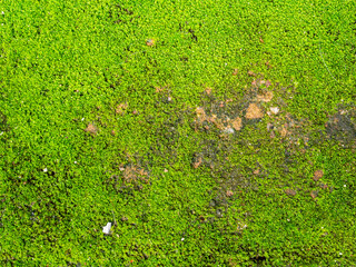 Green moss on old brick floor texture background.