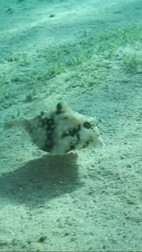 VERTICAL VIDEO: Close-up of Boxfish swims over sandy bottom. Thornback Boxfish or Camel Cowfish (Tetrosomus gibbosus) Red sea, Egypt