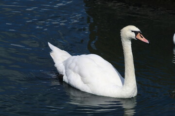 A closeup of a single white swan on a lake. Swans are still protected by the Crown and the Queen in the United Kingdom. This photo was taken on a warm and tranquil day.