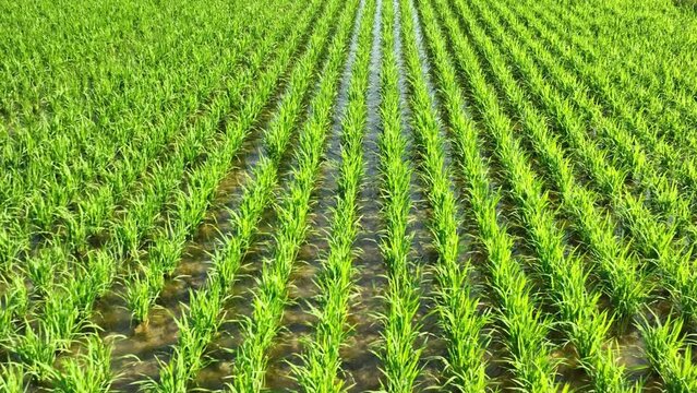 Slow motion flyover rows of rice in endless field on sunny day