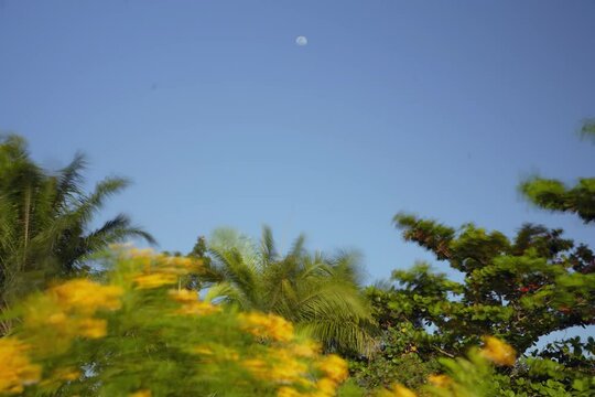 Timelapse of the moon rising over plants