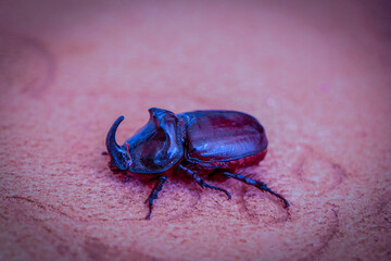 An amazing and rare beetle!!!