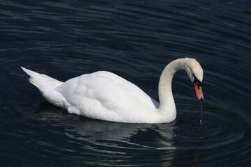A closeup of a single white swan on a lake. Swans are still protected by the Crown and the Queen in the United Kingdom. This photo was taken on a warm and tranquil day.
