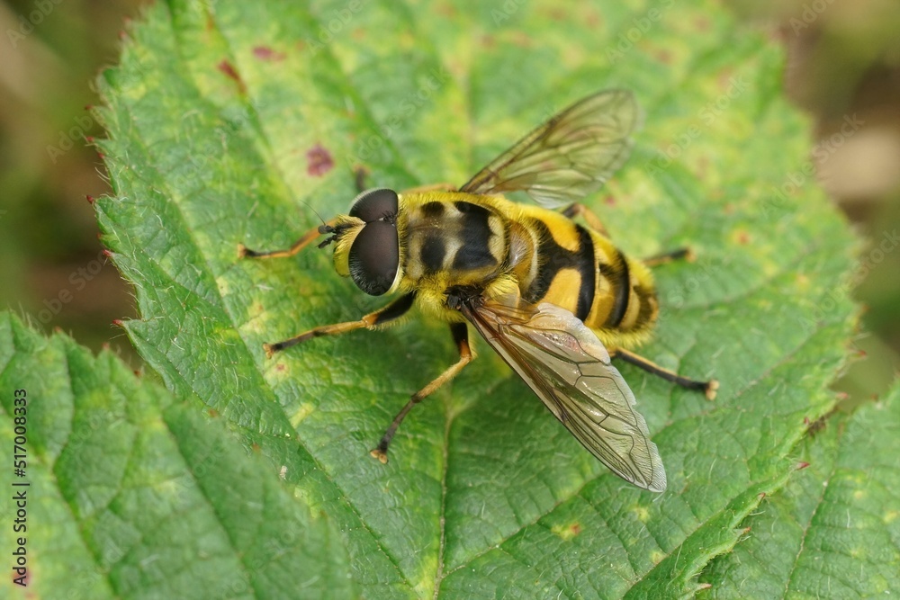 Canvas Prints Detailed closeup on a Deadhead hoverfly, Myathropdea florea, sitting on a green leaf