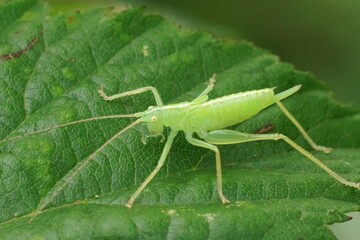 Closeup on fragile looking pale green nymph of the oak bush-cricket, Meconema thalassinum on a leaf