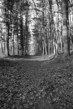 Vertical Grayscale Shot Of A Narrow Path Through Autumn Forest