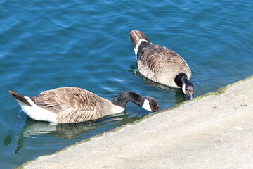 Canadian Geese in and around the lake area at Southport. These birds are still sadly sought after in the fashion world. These are very beautiful and elegant animals. 