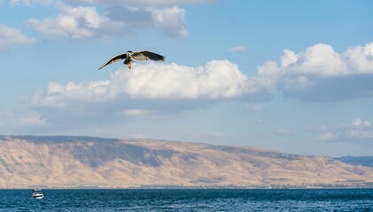 Single bird flying above the sea in the daytime