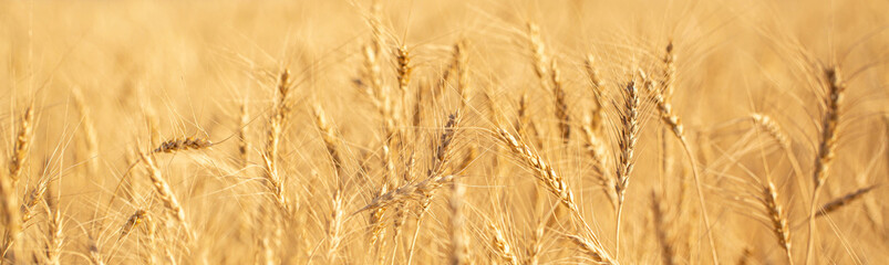 Wheat field on a sunny day. Grain farming, ears of wheat close-up. Agriculture, growing food products. long banner