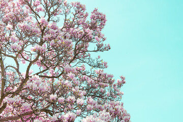 Pink magnolia tree against pure blue spring sky. Empty space. Soft and tenderness