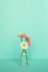 A bouquet of chamomile and clover flowers in a glass vase on a light mint background. Minimalistic summer concept.