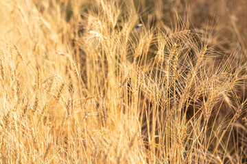 Wheat field on a sunny day. Grain farming, ears of wheat close-up. Agriculture, growing food products.