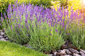Purple lavender bushes grow on a flower bed in the garden on a sunny summer day © Katya Slavashevich