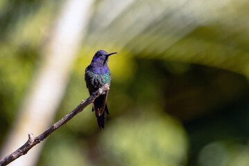 The swallow-tailed hummingbird perched on a branch of a tree in the forest. Its tail resembles scissors. The specie Eupetomena macroura also know as Beija-flor Tesoura. Birdwatching. Animal World.