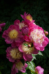 Bouquet of Beautiful Pink Peony Flowers with Light and Shade.