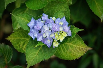 Closeup on a blue Mpohead Hydrangea macrophylla flower and folioage in the garden