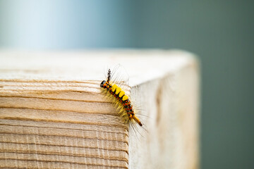 Vapourer Moth, Orgyia antiqua, caterpillar on wood in County Donegal, Ireland