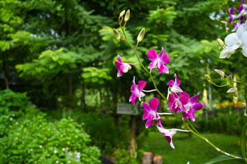 Colorful orchids in garden.